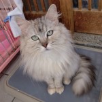 こがね《他界》