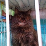 マーガレット《里子》