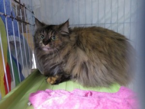 マーガレット《里子》