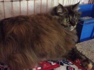 マーガレット《里子》