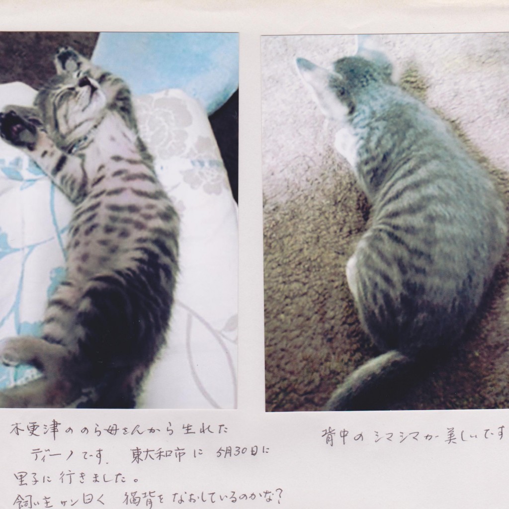 ディーノちゃん