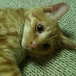 小豆ちゃん 大豆ちゃん