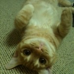 小豆ちゃん 大豆ちゃん