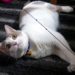 つばきちゃん、こはくちゃん