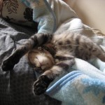 ぴょん太ちゃん