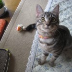 ぴょん太ちゃん