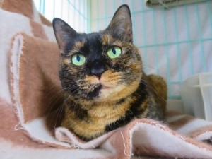 わさび《里子》