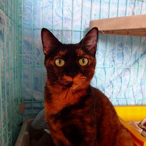 わさび《里子》