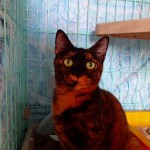 わさび《里子》