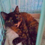 わさび《里子》