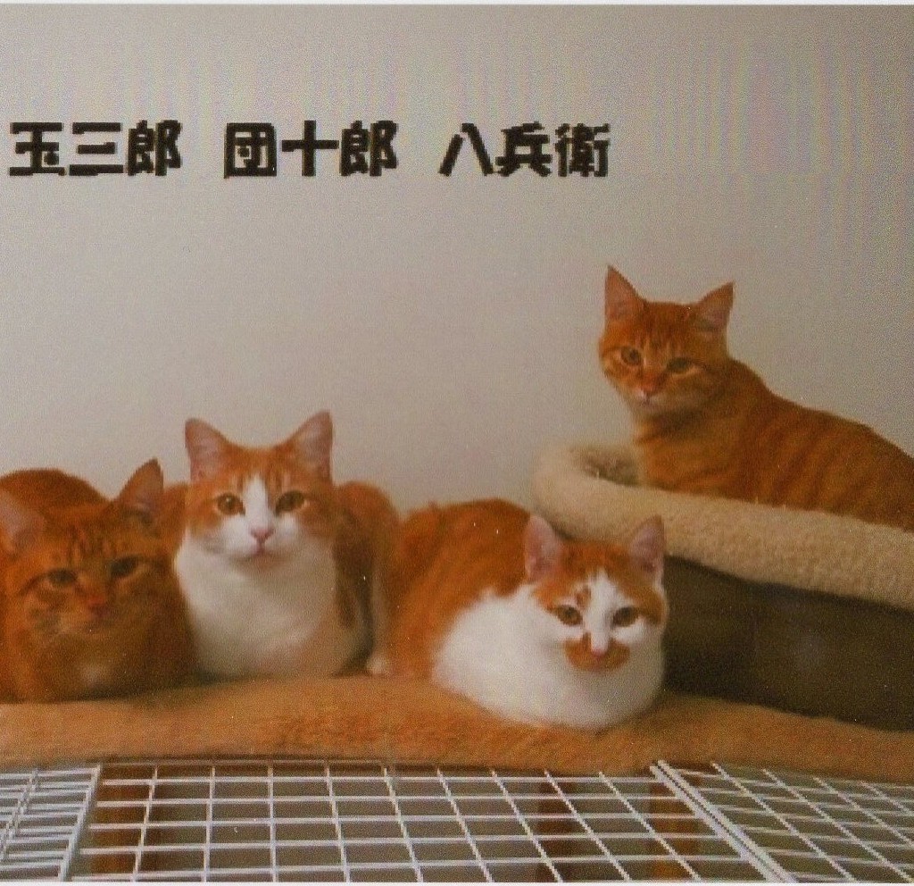 八兵衛・Ｑ太郎君、団十郎君