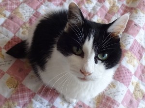 元気なころの「あやめ」ちゃんです